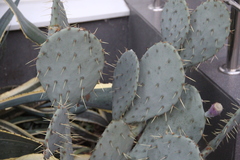 Opuntia discata