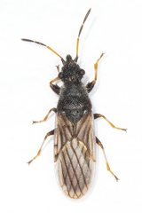 Microplax interrupta