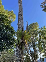 Vriesea macrostachya