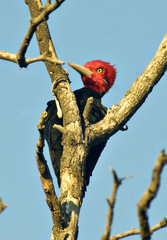 Campephilus leucopogon