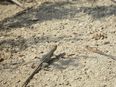 Mesalina brevirostris