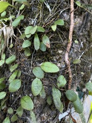 Microgramma piloselloides