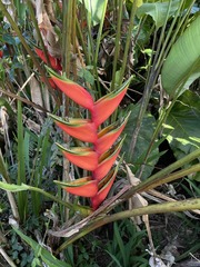 Heliconia bihai