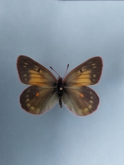Colias hecla