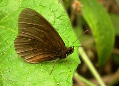 Pedaliodes manis ivica