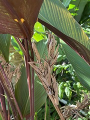 Pleiostachya pruinosa