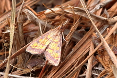 Pyrausta acrionalis
