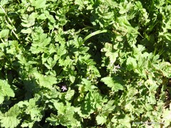 Erodium moschatum