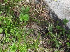 Potentilla reptans