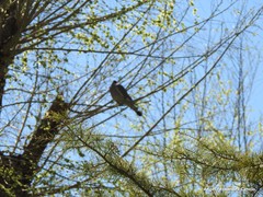 Columba palumbus