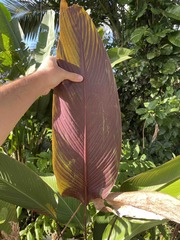 Pleiostachya pruinosa