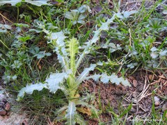 Sonchus asper