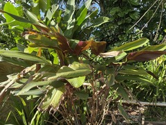 Pleiostachya pruinosa