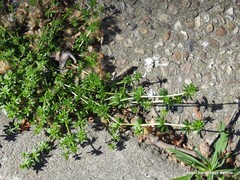 Galium murale