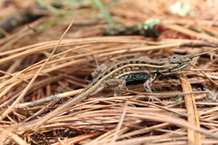 Sceloporus bicanthalis