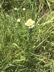 Pseudognaphalium viscosum