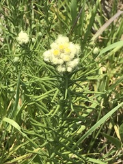 Pseudognaphalium viscosum