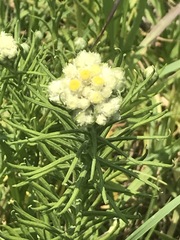 Pseudognaphalium viscosum