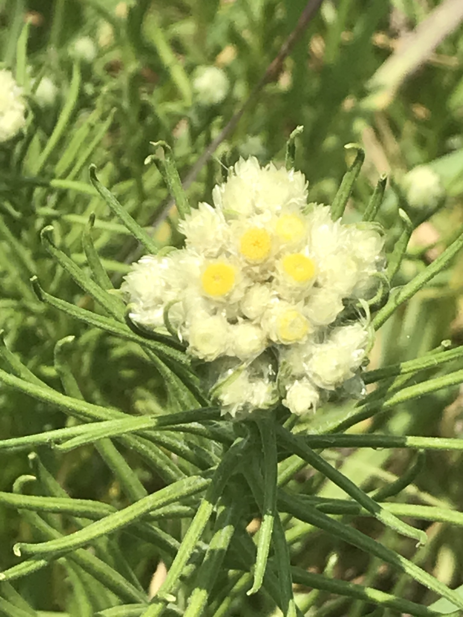 Pseudognaphalium viscosum
