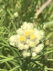 Pseudognaphalium viscosum