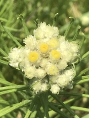 Pseudognaphalium viscosum