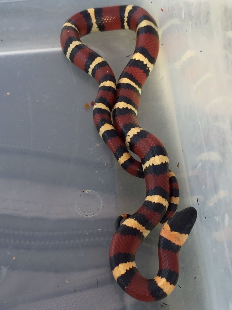 Mexican Milksnake