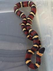 Lampropeltis annulata