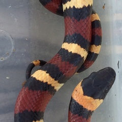 Lampropeltis annulata
