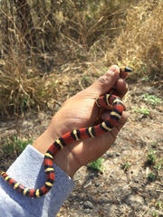 Lampropeltis annulata