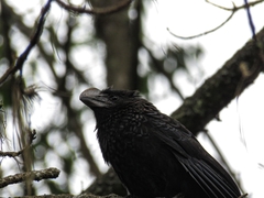 Crotophaga ani