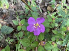 Heterotis rotundifolia
