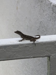 Anolis cristatellus