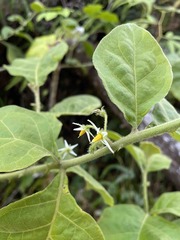 Solanum jamaicense