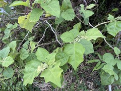 Solanum jamaicense