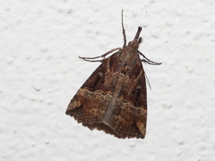 Hypena rostralis