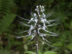 Orthosiphon aristatus aristatus