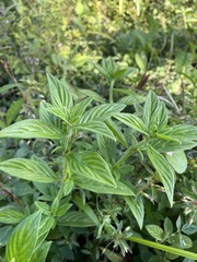 Hexasepalum sarmentosum