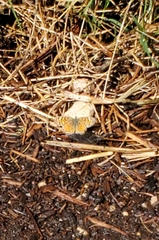 Phyciodes graphica