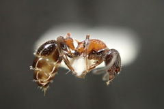 Temnothorax semiruber