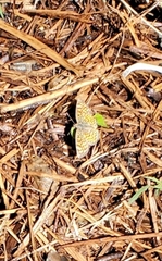 Phyciodes graphica