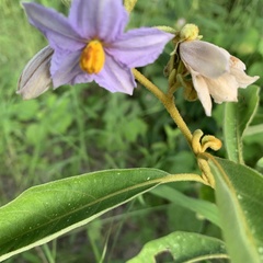 Solanum campylacanthum