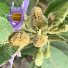 Solanum campylacanthum