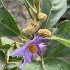 Solanum campylacanthum
