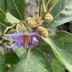 Solanum campylacanthum