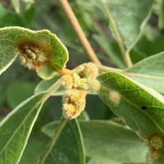 Solanum campylacanthum