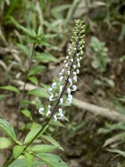 Orthosiphon aristatus aristatus