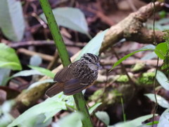 Hypocnemis peruviana