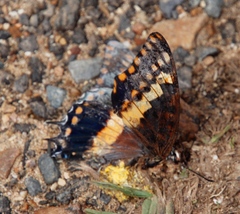 Charaxes pelias