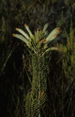 Erica thomae thomae