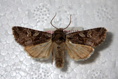 Lasionycta proxima
